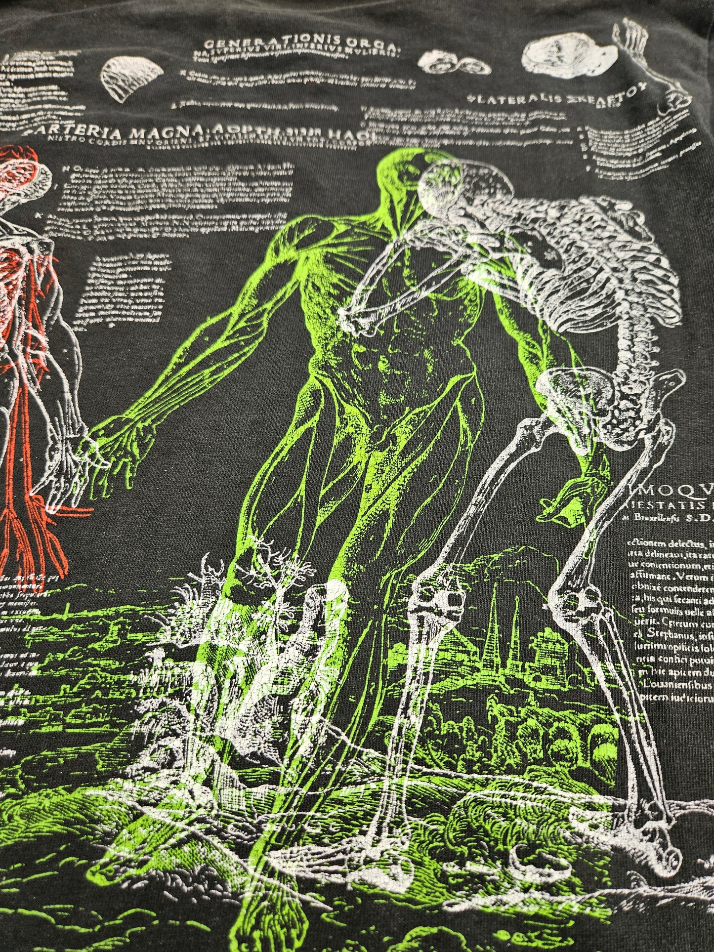 80s Anatomy Skeleton Latin AOP L